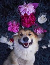 Cute puppy dog Ã¢â¬â¹Ã¢â¬â¹corgi lies on a natural meadow surrounded by lush grass and flowers of pink fragrant peonies happily uly Royalty Free Stock Photo